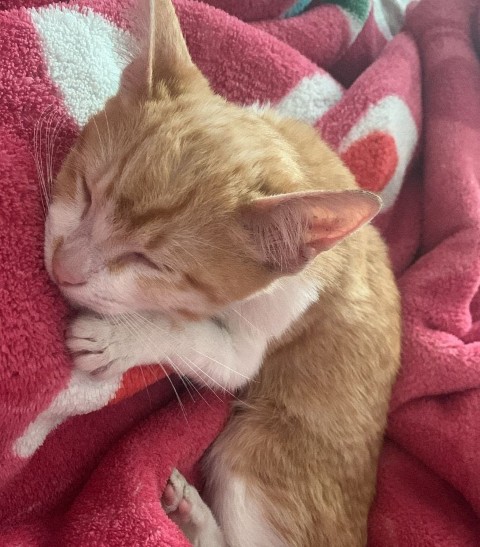 adopt