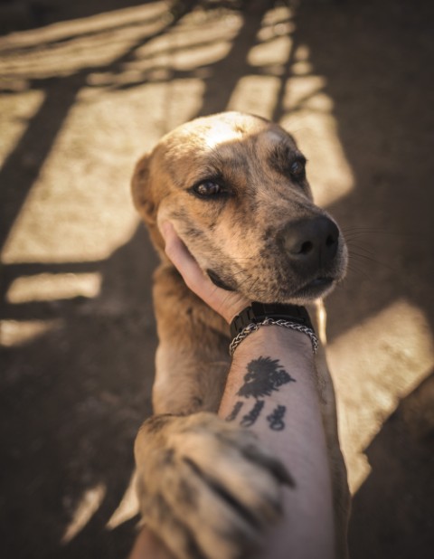 adopt (Pequeño)