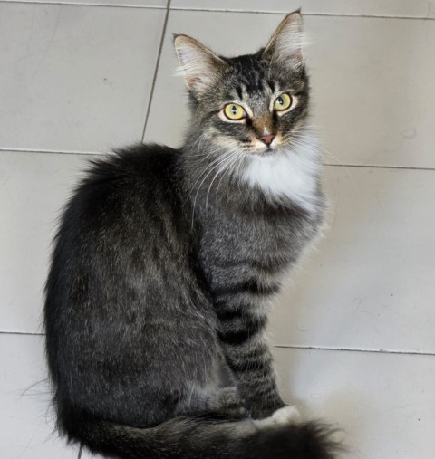 adopt1