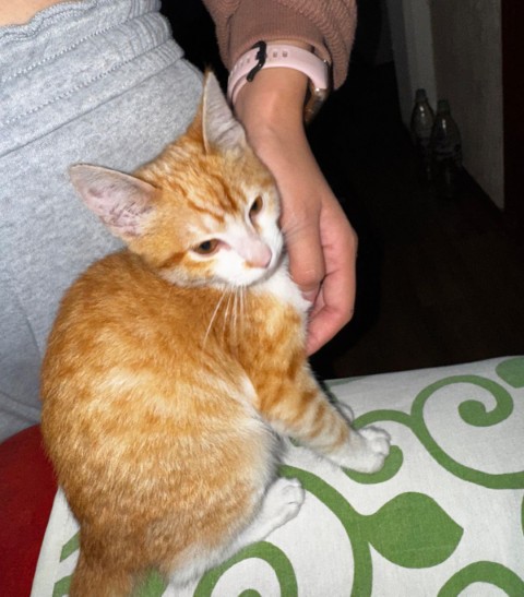 adopt2