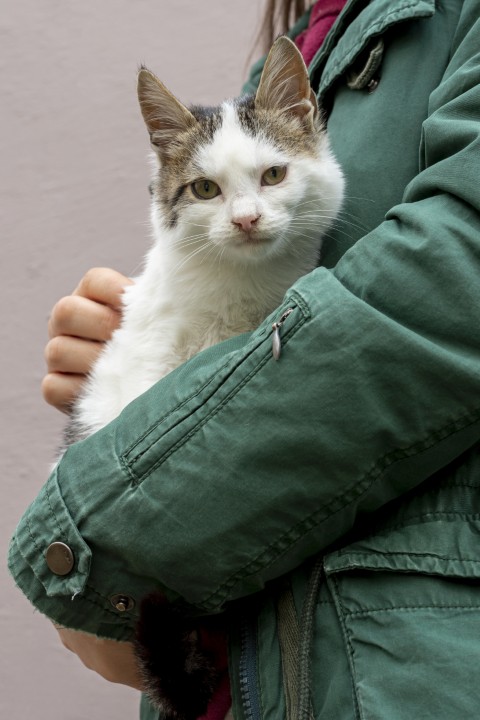 adopt2 (Pequño)