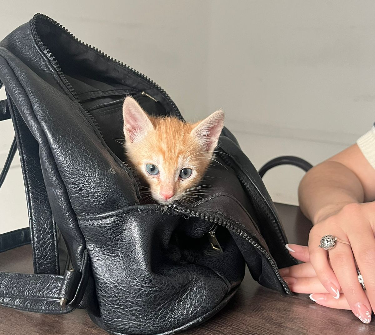 gato1